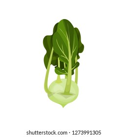 Ripe white radish with big green leaves. Fresh vegetable. Natural ingredient for salad. Organic farm product. Healthy food.