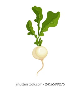 Ripe white root vegetable radish. Vector graphics.