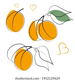 Ripe whole apricot with leaves on white background. Outline doodle, flat style. Abstract vector illustration.