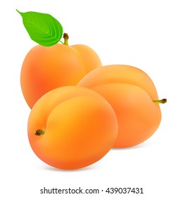Ripe whole apricots fruit with leaf isolated on white background. Realistic vector illustration.