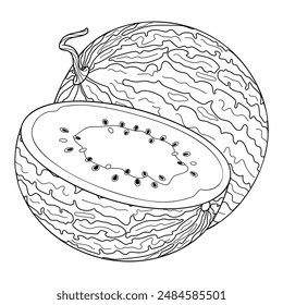 Ripe whole and half watermelon line art. Fresh watermelon slice. Hand drawn doodle style coloring page, cut fruit organic natural dessert sweet juicy summer fruit. Vector illustration