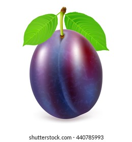 Ripe whole plum fruit with leaf isolated on white background. Realistic vector illustration.
