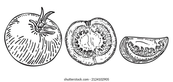 Ripe whole tomato, half and slice of tomato isolated sketch on a white background. Design element for product label, catalog print, web use. Vector hand drawn illustration