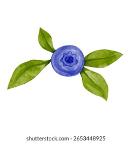 Mirtilos selvagens maduros com folhas verdes.Gráficos vetoriais.