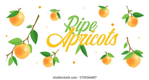 Ripe yellow apricots on branches with green leaves. Cartoon vector illustration of fresh fruits on white background for flyers, leaflets, banners, posters, decor or print design.