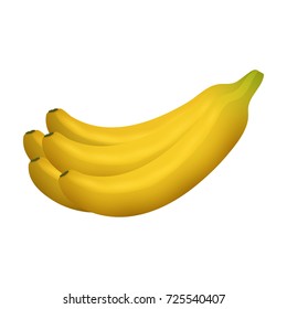 Ripe yellow banana fruits realistic juicy healthy vector illustration vegetarian diet freshness tropical snack dessert.