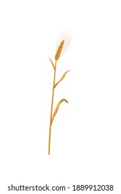 Ripe yellow barley ear and stalk realistic vector illustration