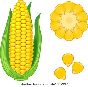 Ripe yellow corn ear with green husk isolated on white background