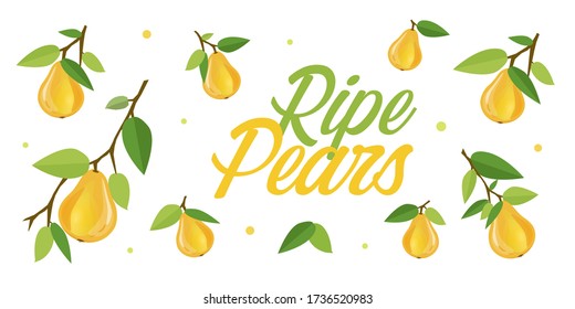 Ripe yellow pears on branches with green leaves. Cartoon vector illustration of fresh fruits on white background for for leaflets, flyers, banners, posters, decor or print design