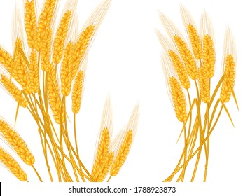 Ripe yellow wheat ears, agricultural. Vector illustration.
