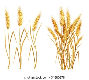 Ripe yellow wheat ears, agricultural vector illustration