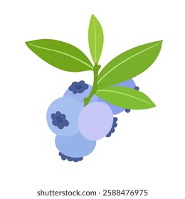 Ripe,colorful berries of wild blueberries with green leaves.Vector graphics.
