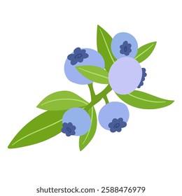 Ripe,colorful berries of wild blueberries with green leaves.Vector graphics.
