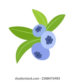 Ripe,colorful berries of wild blueberries with green leaves.Vector graphics.
