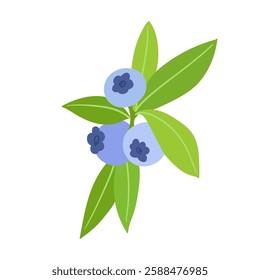 Ripe,colorful berries of wild blueberries with green leaves.Vector graphics.
