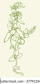 Ripen eco raw fresh peapod fruitful branch template isolated on white backdrop. Freehand outline ink hand drawn symbol sign sketchy in art doodle style pen on paper. Closeup view with space for text