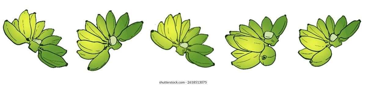 Ripening Banana Bunches – Tropical Fruit Botanical Illustration Set