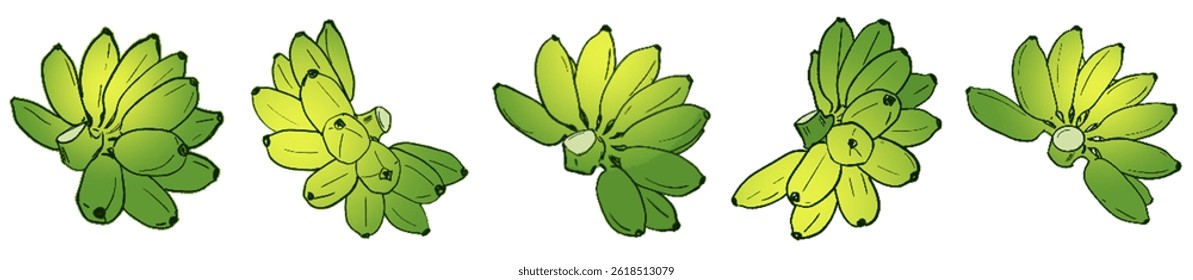 Ripening Banana Bunches – Tropical Fruit Botanical Illustration Set