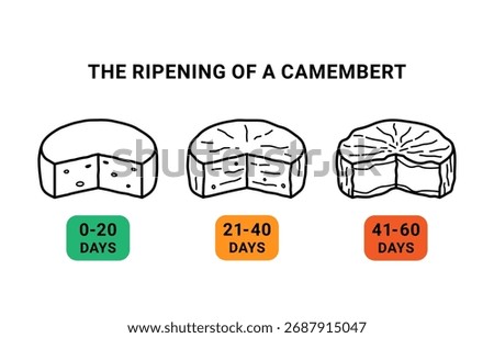Ripening of camembert cheese icons set, editable stroke. Illustration  of round cheese pieces. Camembert ripening stages in days. 