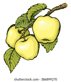 Ripening raw fresh pomum fruitful on tree twig isolated on white backdrop. Freehand vibrant hand drawn symbol sign sketchy in art scribble style pen on paper. Closeup view with space for text