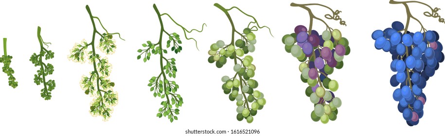 Ripening stages of grape: from flower to ripe bunch of grapes isolated on white background