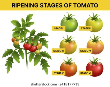 Ripening stages of tomato. Agricultural, biological infographic. Educational infographic for kids. Vector illustration. 