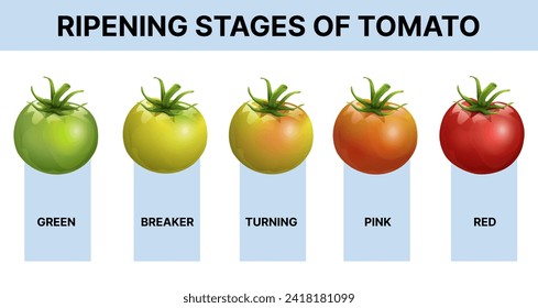 Ripening stages of tomato. Agricultural, biological infographic. Educational infographic for kids. Vector illustration. 