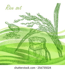Rise set. Hand drawn rise plant and grain on watercolor background