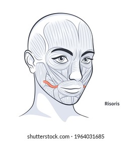 Risoris. Facial muscles of the female. Detailed bright anatomy isolated on a white background vector illustration