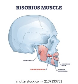 Risorius muscle as human facial expression muscular system outline diagram. Labeled educational scheme with masseter, orbicularis and depressor anguli oris mouth parts anatomy vector illustration.