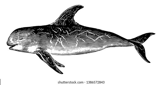 Risso Dolphin is the only species of dolphin in the genus Grampus, vintage line drawing or engraving illustration.