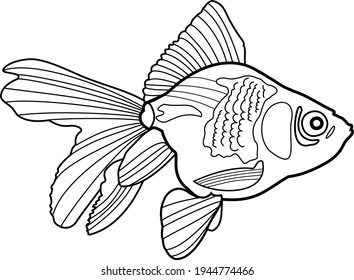 Riukin goldfish. Vector graphics. Black outline. Graphic image of aquarium fish. 