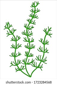 River and aquarium water plant - hornwort or Ceratophýllum. Bush of a freshwater plant, algae - vector full color picture.