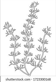 River and aquarium water plant - hornwort or Ceratophýllum. Bush of freshwater plant, algae - vector linear picture for coloring. Outline. Hand drawing.