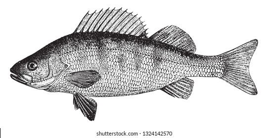 The river bass, vintage engraved illustration. From Deutch Vogel Teaching in Zoology.
