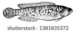 River Blackfish is an Australian fish in the Percichthyidae family, vintage line drawing or engraving illustration.