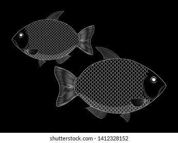 River carp drawn by white lines on a black background. The fish that lives in the river.