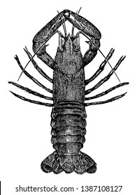 Der Crawfish wird dazu neigen, Kies auf dem Boden des Tanks zu verschieben, die Vintage-Linie Zeichnung oder Graviergrafik.
