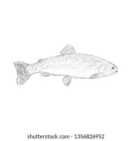River darter illustration vector, hand drawn vector 