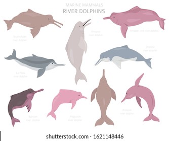 Pink River Dolphin High Res Stock Images Shutterstock