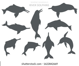 River dolphins set. Marine mammals collection. Cartoon flat style design. Vector illustration