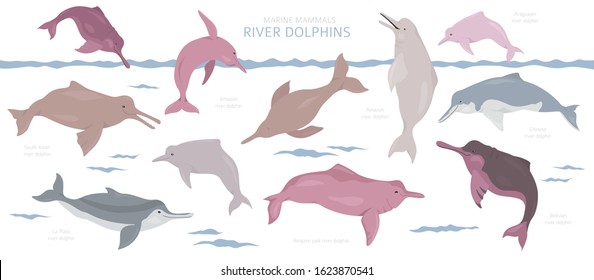 River dolphins set. Marine mammals collection. Cartoon flat style design. Vector illustration