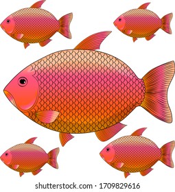  River fish, fishing as a sport. River carp with a large number of scales.
