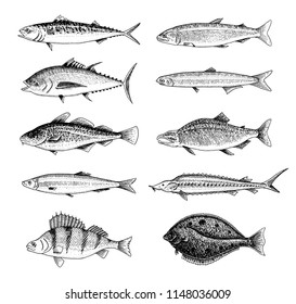 River fish. Perch or bass, Seafood for the menu. Scomber or mackerel, beluga and sturgeon, lake. Sea creatures. Freshwater aquarium. Engraved hand drawn in old vintage sketch. Vector illustration.