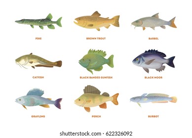 River fish set. Isolated fish on white background.