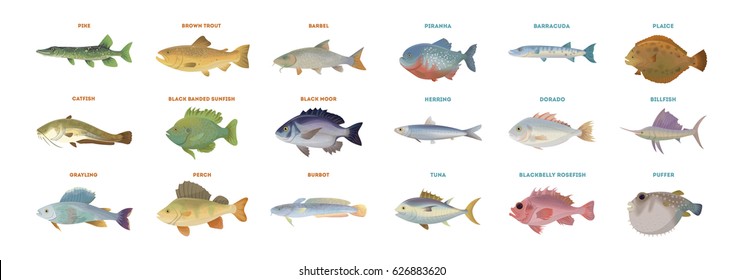 River fish set. Isolated fish on white background.