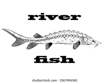 river fish sturgeon detailed image fishing or sale design store front