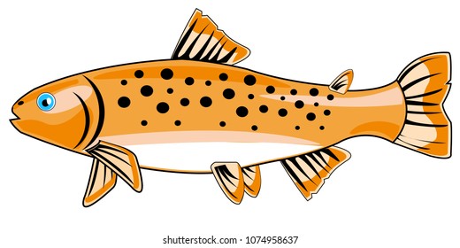 River fish trout on white background is insulated