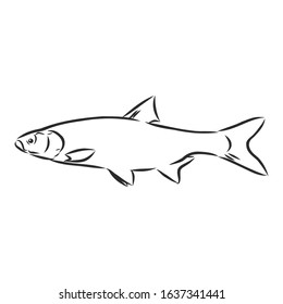 river fish, vector sketch illustration
