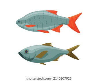 River or Freshwater Fish as Seafood Vector Set
